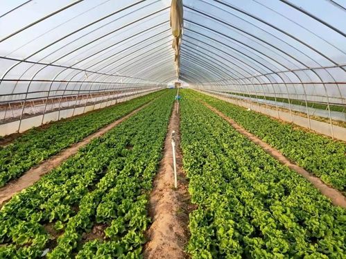 中牟生菜 全国名特优新农产品中的绿色瑰宝