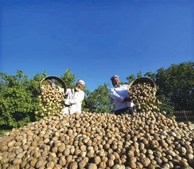 2019上海新春农产品大联展 初级农产品中的丰饶与匠心