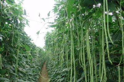 大连益彩家庭农场 优质农产品基地的绿色承诺