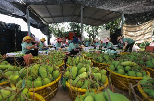 抖音电商“山货上头条”走进海南，助力农特产走向全国